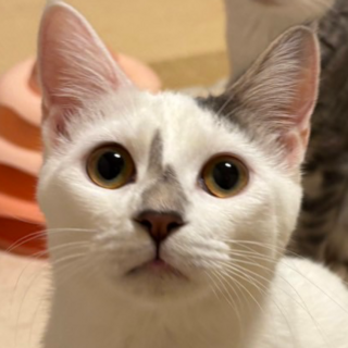 12/14譲渡会!おすまし美人メイちゃん7ヵ月