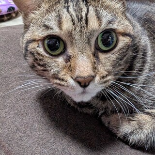 元気いっぱいのキジトラ★ポム