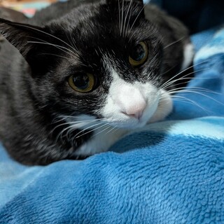 のんびり屋さんのハチワレ★チョビ