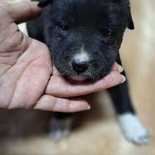1ヶ月仔犬ちゃん女のコ　うーちゃん