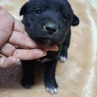 1ヶ月仔犬ちゃん女のコ　ちーちゃん