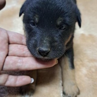 1ヶ月仔犬ちゃん女のコ　すーちゃん