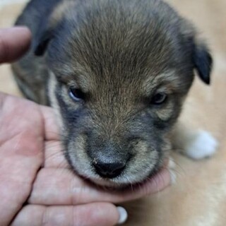 1ヶ月仔犬ちゃん女のコ　いーちゃん