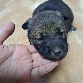 1ヶ月仔犬くん　りゅうくん