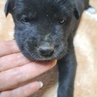 1ヶ月仔犬くん　アールくん