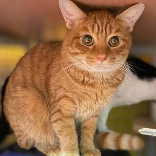 珍しい茶トラの女の子　デイジー