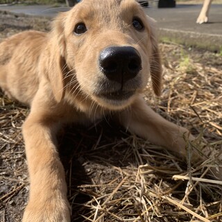 Gレトリバー6ヶ月女の子