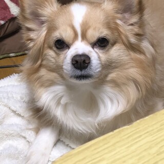 急募 チワワ9歳男の子