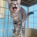甲斐犬