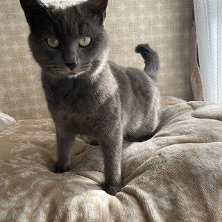 【一時停止】グレー猫★親子猫★推定１歳メス