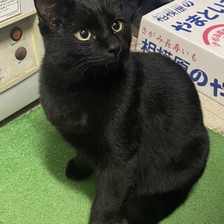 【一時停止】黒猫推定６ヶ月★元気な男の子★親子猫