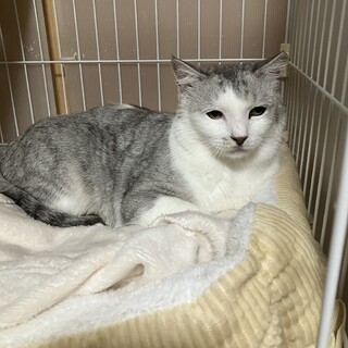 ビビりなイケメン白子