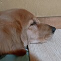 大人しいゴールデンレトリバー男の子(1歳)