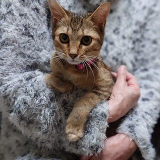 ※ハンデあり 屋久島から来た３本脚のもみちゃん♥️