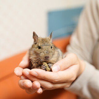 生後5ヶ月のデグー