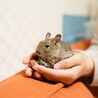 生後5ヶ月のデグー サムネイル2