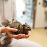 生後5ヶ月のデグー サムネイル3