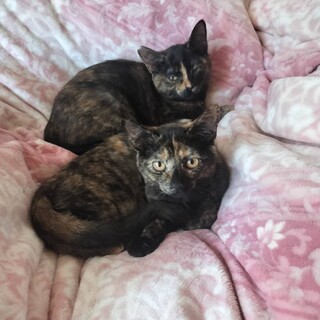 サビ仔猫姉妹 人慣れ,猫慣れ進みました！