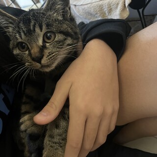 急募　キジトラ子猫