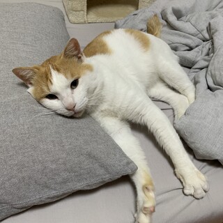 かわいい顔の甘えん坊男子