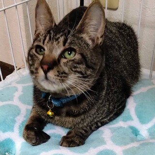 抱くとすぐに喉をゴロゴロ。甘えん坊の しま君