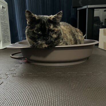 最近、このネコ鍋がお気に入り！