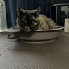 最近、このネコ鍋がお気に入り！