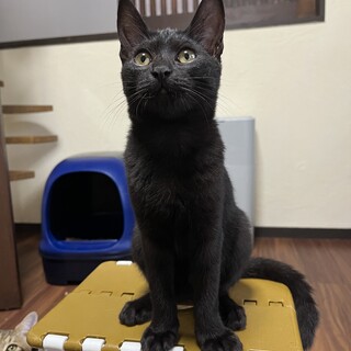 チビくろ　黒猫　女の子　推定8ヶ月