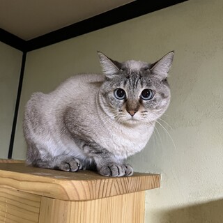 シャム風　メリュジーヌ　女の子　推定2歳