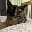 サビ猫　女の子　推定1歳　マナちゃん