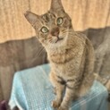 ☀︎里親さま決まりました????麦わら猫くん去勢済み♂