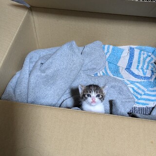 一人っ子の子猫