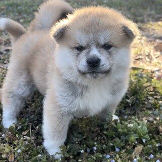 秋田犬3歳 里親様募集してます