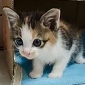 授乳から育てた超甘え子で懐っこいリカ姫