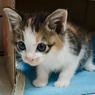 授乳から育てた超甘え子で懐っこいリカ姫