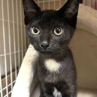里親決定。小熊みたいな黒猫ジェネちゃん