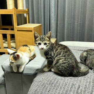 ちょこっとビビりだけど本当は甘えん坊のモク