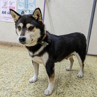 ふく★１１歳メス★岐阜～里親募集