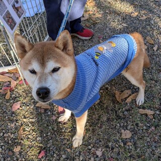 ゴロ－（オス８歳）★岐阜～里親募集