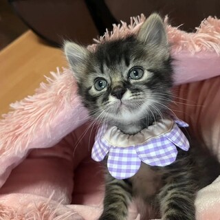 甘々な男の子つき。だっこも大好き。食いしん坊です。