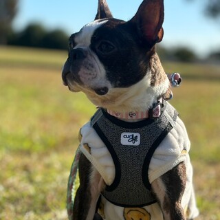 みんなが虜になる！ボステリの女の子ニケちゃん