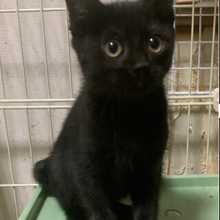 3ヶ月のクロくん。