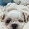 ずーっとキメ顔ウィンクのアイドル！ユニちゃん サムネイル2