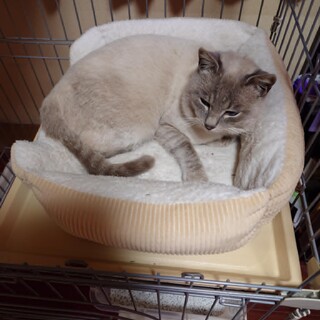 撫でられるのが大好きな、人懐こい子です