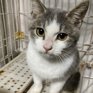 1匹で彷徨っていた3カ月半くらい男の子