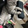 立派なゲーマー