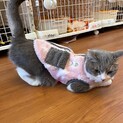 ヴィエノワ