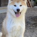 2024年5月生まれのやさしい秋田犬の男の子です。
