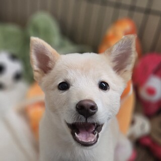 3ヶ月未満の女の子①