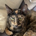 8子猫のお母さん(ステラ)